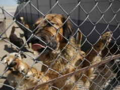 Pospolite ruszenie w sprawie schronisk. Celebryci nagłaśniają patologie, a w Sejmie czeka ustawa