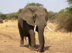 Dziki słoń zabił turystę w parku narodowym w Tajlandii