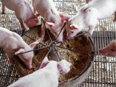 Optymalne żywienie świń musi stać się standardem. Gdzie szukać oszczędności, a gdzie nie warto?