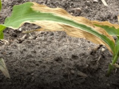 Stres roślin. Problem, którego nie da się pominąć