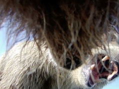 Niedźwiedziom zamontowali obroże z kamerami. Tego nie wiedzieliśmy o grizli