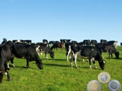 Rynek mleka się odbija? GDT wystrzeliła