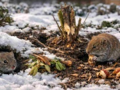 Karczowniki nie śpią zimą, rujnują ogród. Zrób to, a uciekną pędem