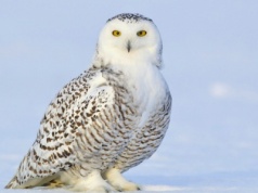 Znasz zimowe zwyczaje zwierząt? Sprawdź się w naszym quizie