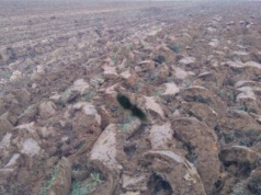 Życie w glebie pod presją. Pozostałości pestycydów w tym glifosatu nie są obojętne