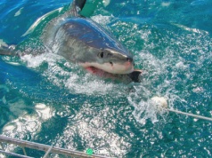 66-latek przeżył atak rekina. "Był ogromny, miał trzy metry długości"