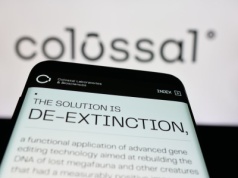 Odtworzyli wilka strasznego. Teraz chcą ratować wymierające gatunki