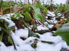 Czy roztopy poprawią sytuację na polach? Prognozy dla ozimin na wiosnę 2026