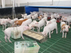 Jakie ceny prosiąt na początku lutego 2026?