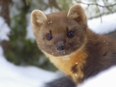 Leśnicy wypatrzyli ją w śniegu. Mały drapieżnik ma ciemną stronę