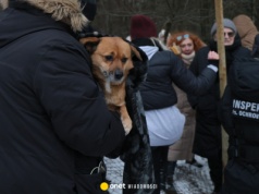 Wstrząsające doniesienia o miejscu, do którego trafiły psy z Sobolewa. "Obok chłodnie z martwymi zwierzętami"