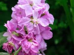 Jest piękniejsza i pachnie lepiej niż pelargonie. Wysiej ją teraz, a balkon utonie w kwiatach już wiosną