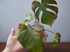 Te objawy to zły znak. Rośliny atakuje niewidzilany wróg. Inwazję powstrzyma "herbatka"