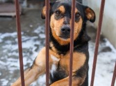 Zajęli się psami ze schroniska w Sobolewie. Sami mają teraz problemy