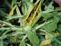 Chowacze w rzepaku: jak dobrać insektycyd przy chłodnej wiośnie?