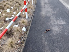 Byle nie nastąpić na psie kupy