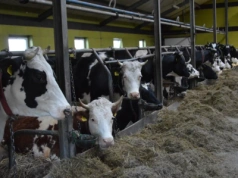 Nowy przypadek BTV potwierdzony w dużym stadzie bydła na południu Polski