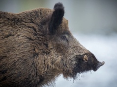 ASF pod Piotrkowem Trybunalskim. Wciąż znajdowane są chore dziki