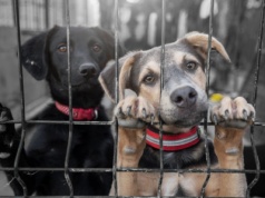 Dramat w nielegalnym schronisku "Pogotowie dla zwierząt". Jest zawiadomienie do prokuratury