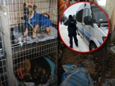 Trwa interwencja w "Pogotowiu dla zwierząt". Nielegalne schronisko może zostać zamknięte