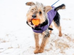 On może zostać twoich czworonożnym przyjacielem! Poznajcie Kudłatego