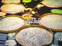 Środkowe Niemcy zachwycają naturą. Te miejsca to raj dla miłośników przyrody