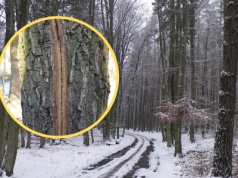 "Strzały" w lesie zimą mogą zaskoczyć. Leśnicy wyjaśniają