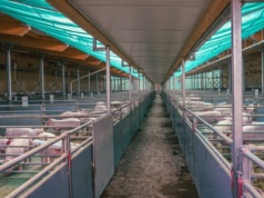 Ceny tuczników z 6 lutego wracają do poziomu sprzed styczniowych obniżek