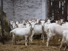 Mleko kozie w Niemczech – nisza czy rosnący segment?