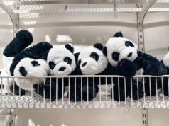 Ginie zabawka, cała rodzina w stresie. "Musieliśmy wracać po pandę 50 km"