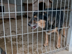 Śledztwo w sprawie znęcania się nad zwierzętami w schronisku „Happy Dog”. Prokuratura bada sprawę