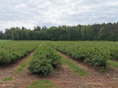 Jak zaplanować ochronę porzeczki w 2026 roku?