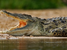 Uciekał przed stadem słoni, zabił go krokodyl. Tragedia w Zambii