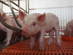 Ceny warchlaków idą w górę. Drożeją zwłaszcza importowane