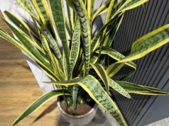 Wysuszyć, zmielić i dodać do ziemi. Sansewieria odżywa w kilka tygodni