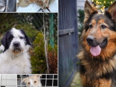 Zoja, Olek i Kania. Zimą ciepły dom będzie dla nich największym prezentem