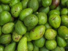 Meksyk bije rekord eksportu awokado do USA. W tle działalność karteli