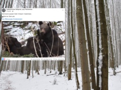 Leśnicy z Bieszczad pokazali nagranie. Ponad 50 tys. wyświetleń