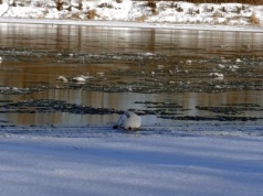 Łabędź przymarzł do lodu na Wiśle. Potrzebował pilnej pomocy