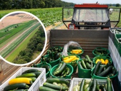 3,5 hektara upraw, 72 tony warzyw i ponad 4200 osób korzystających ze zbiorów. Drugi sezon Miejskiej Farmy.