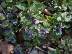 Dziś traktowane jak niepotrzebne chwasty. Kiedyś te rośliny ratowały przed głodem