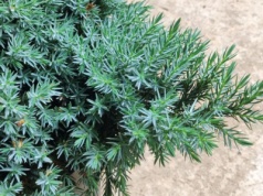 Zielony, srebrny, a niekiedy nawet błękitny. Ten krzew wprowadzi magię do ogrodu