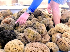 To zwierzę trafia do łazienek na całym świecie. Biznes wart miliony