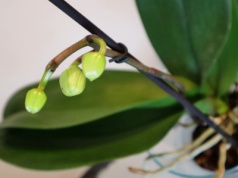 Storczyk obsypie się nowymi pąkami. Wystarczy podać mu "owocowy koktajl"