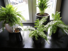 Królowa parapetów z PRL-u wraca do łask. Nowoczesne wnętrza też ją pokochały