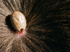 Kleszcze nie zginęły na mrozie, ale nauka ma na nie bat. Niektórym Polakom podniesie ciśnienie