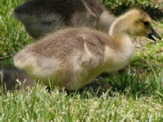 Gęsi – większość produkcji trafi na eksport