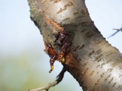 Z drzew wycieka bursztynowa ciecz. Co się dzieje?