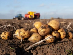 Ziemniaki tanieją, rolnicy mają problem. Prognozy na kolejny sezon