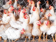 Kolejne ogniska ptasiej grypy w powiecie tureckim. Ponad 100 tys. sztuk drobiu